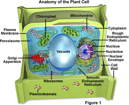 plant and animal cell coloring. animal cell model images