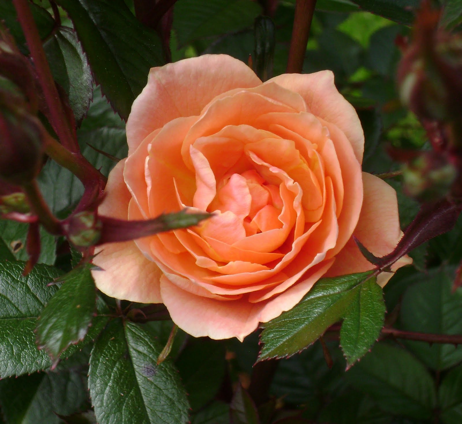 Prairie Rose's Garden A Visit to the City of Roses