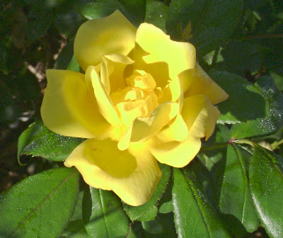 Prairie Rose's Garden: September Bloom Day: The End of the Summer Garden