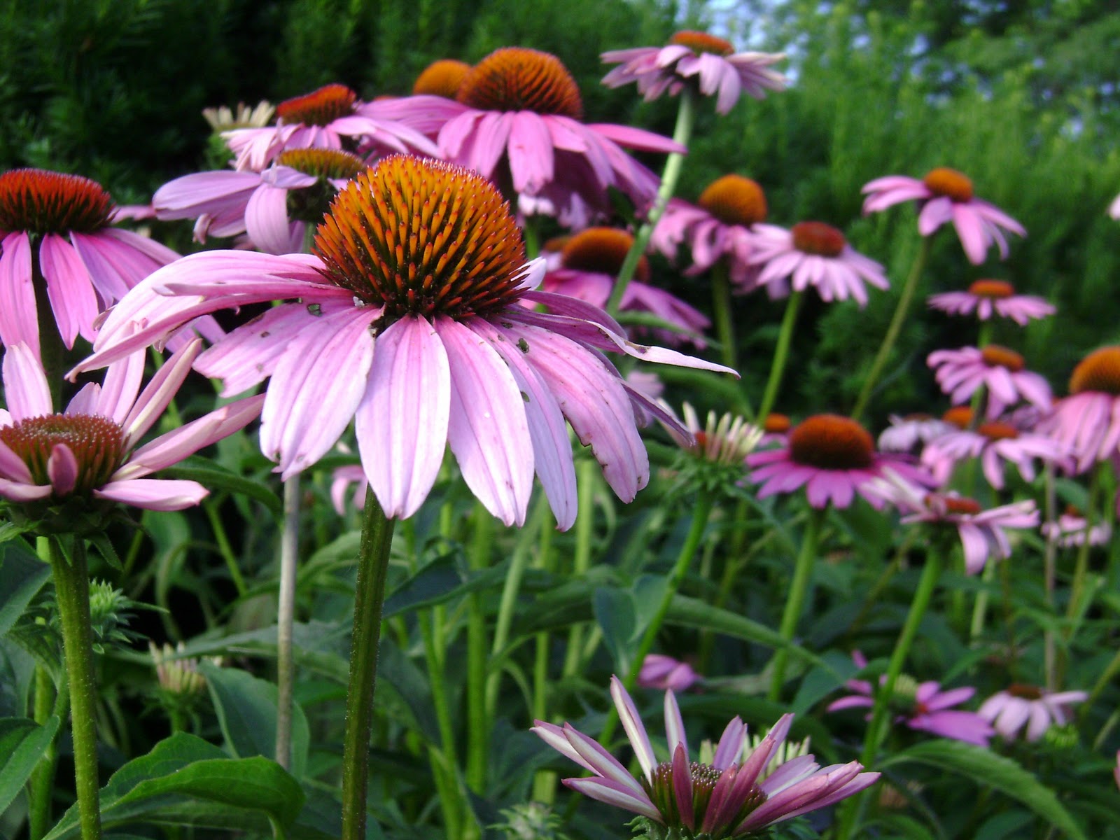 Prairie Rose's Garden Wildflower Wednesday Holiday Review Edition