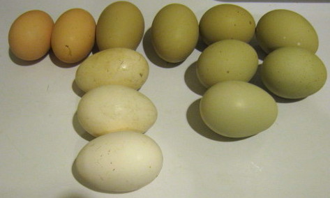 [Eggs1.jpg]