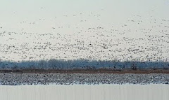 Snow Geese at Squaw Creek