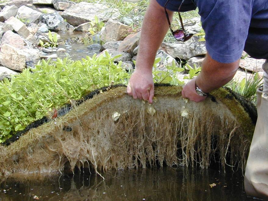 Waterblogged phytoremediation plants filtering water pollution