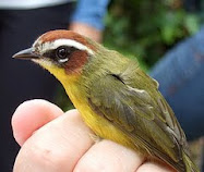 LINK - Click the Rufous-capped Warbler