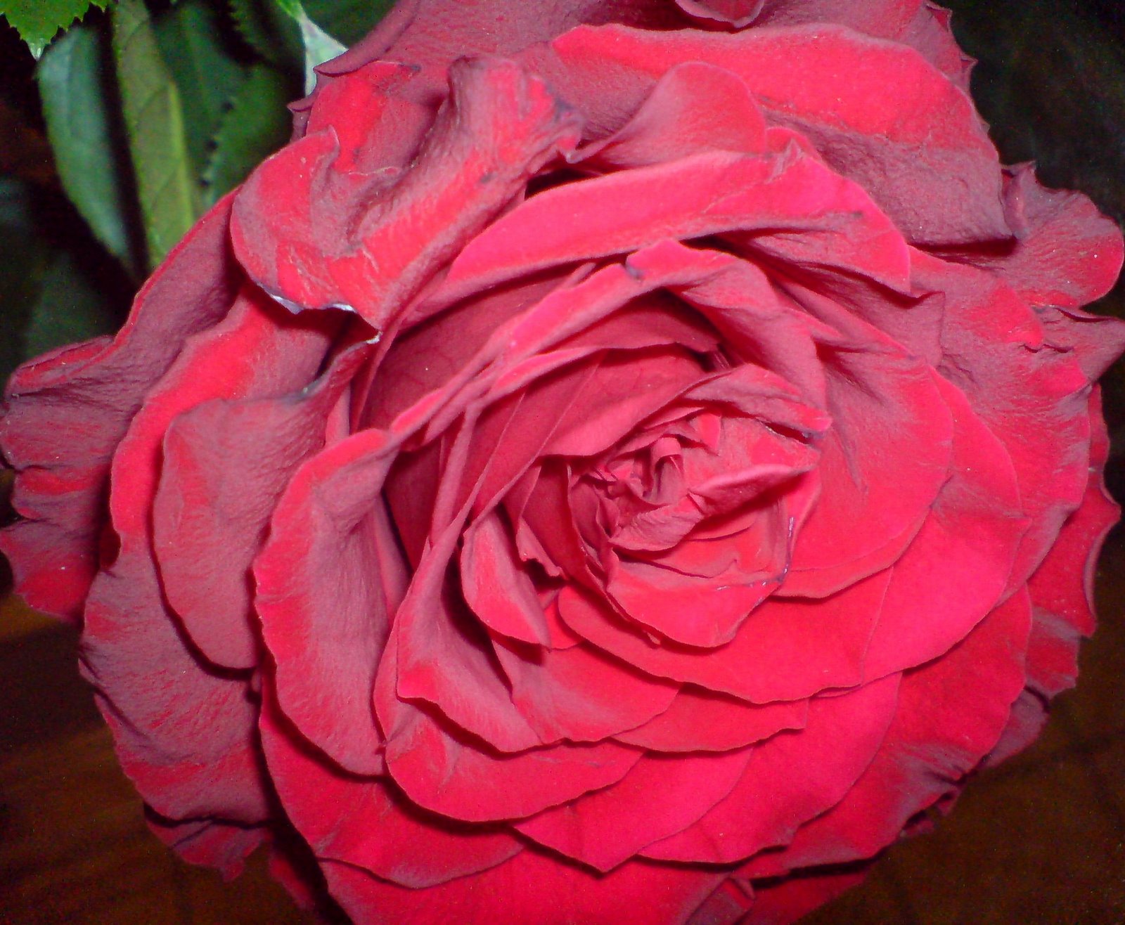 [Madhura+chitralu_red+rose.JPG]