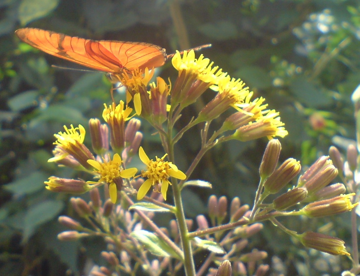 [Madhura+chitralu_orange+Butterfly1.JPG]