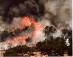 Forest Fire!