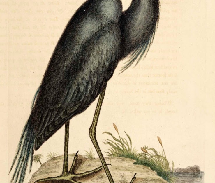 Antique Prints Blog Mark Catesby's Natural History Prints