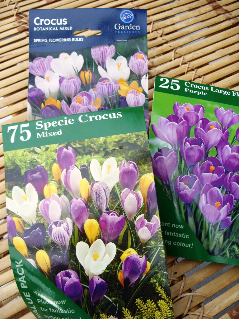 Kelli's Northern Ireland Garden Crocus and Narcissi bulbs