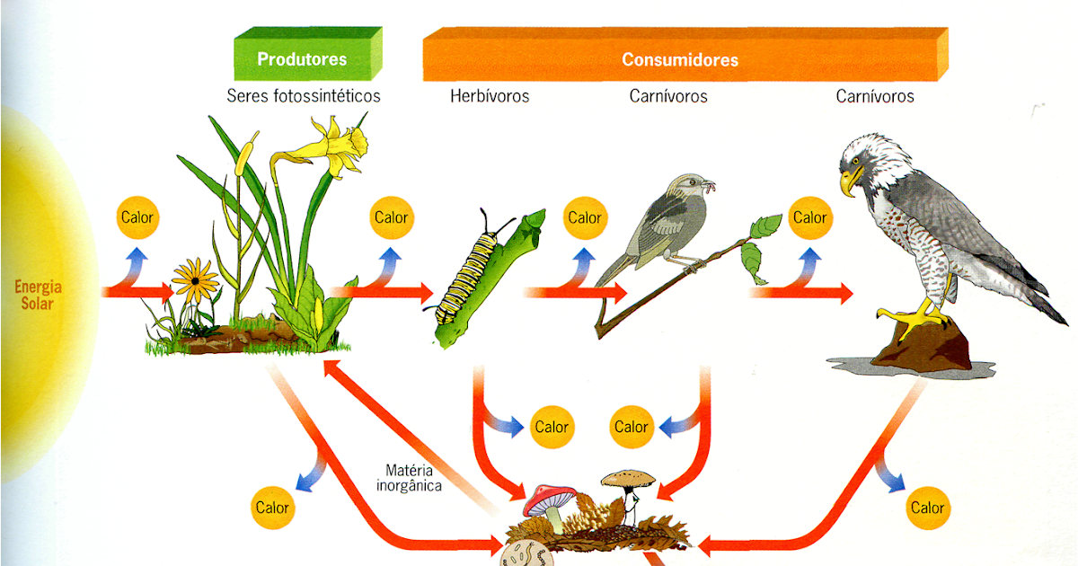 Exemplos De Cadeia Alimentar Da Floresta Amazônica