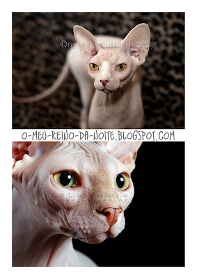 Sphynx cat deviantart fotografia ugly cats feio feios gatos gato gata gatas cute