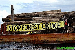 stop forest crime