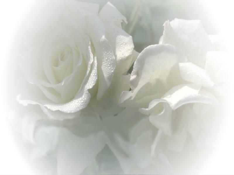 [rosas_blancas[1].jpg]