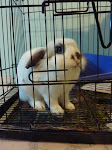 Stompy, my naughty rabbit!