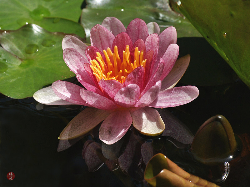 FROM THE GARDEN OF ZEN A Suiren (water lily) flower in my garden