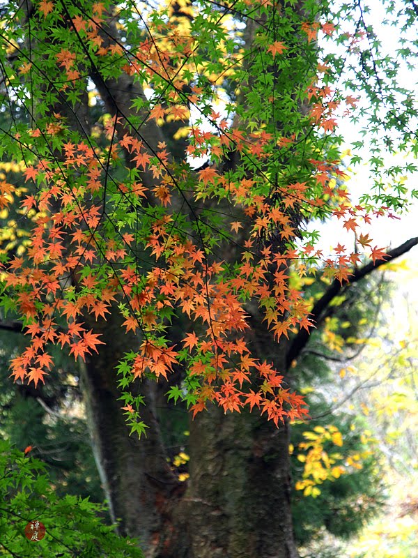[autumn+leaves+autumn+tokeiji02.JPG]