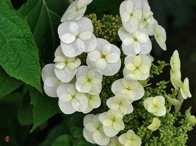 Garden Muses Not Another Toronto Gardening Blog Worth The Wait