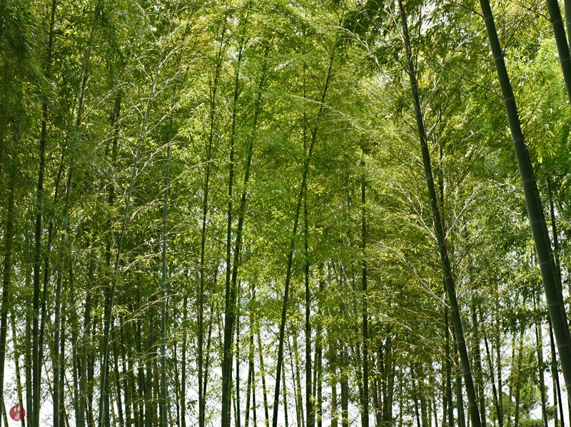 FROM THE GARDEN OF ZEN Bamboo Grove in Kenchoji temple