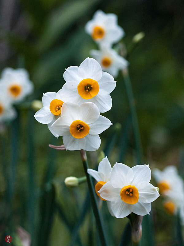 FROM THE GARDEN OF ZEN Suisen (daffodil) flowers in Jochiji