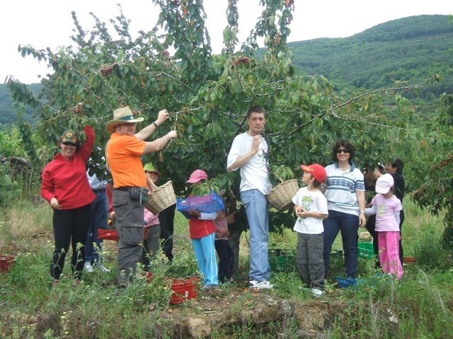 Cuanto Tiempo Tarda Un Cerezo En Dar Frutos