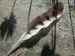A Feather to Consider