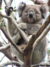 Koala Search