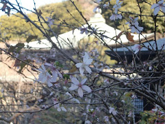 鎌倉の冬サクラ