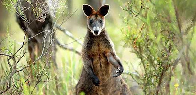 A Wallaby: Stoner?