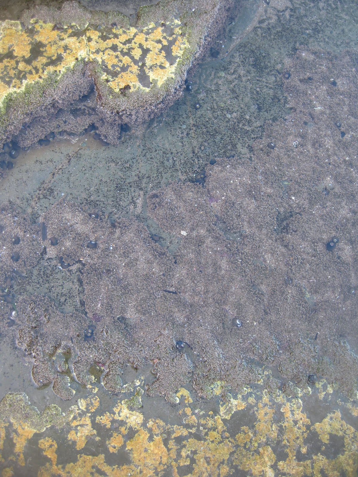 Abalone Cove tide pools May 2010