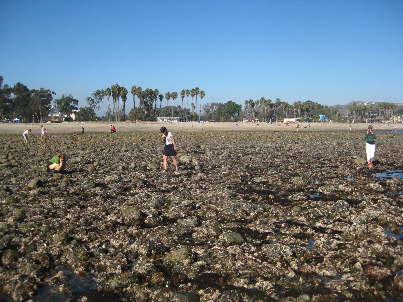 Doheny State Beach Tide Pools October 2010