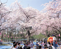 hanami japan sakura blooming festival
