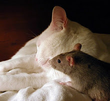 ♥Meaw and the beloved rat.....