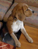 xxkbeagle_b4.jpg