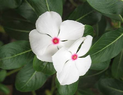 white Madagascar Periwinkle