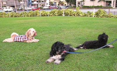 dogs in the lawn of the Cultural Center of the Philippines