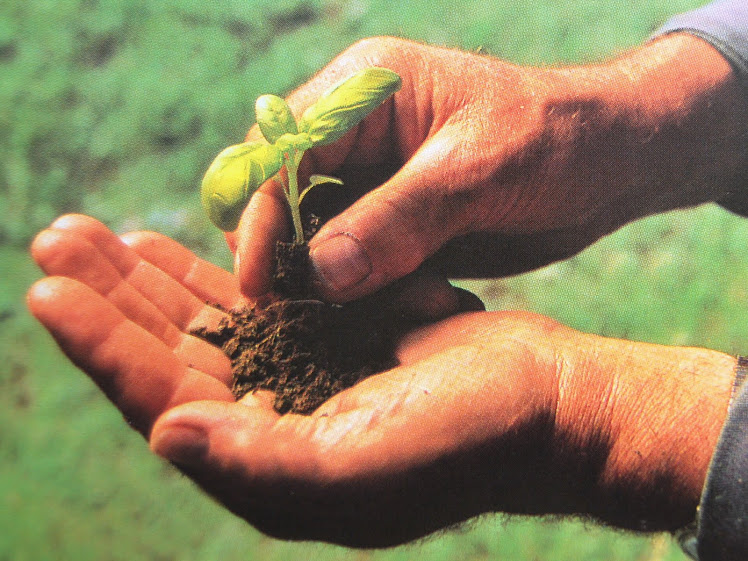 La mano verde