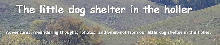 The little dog shelter in the holler