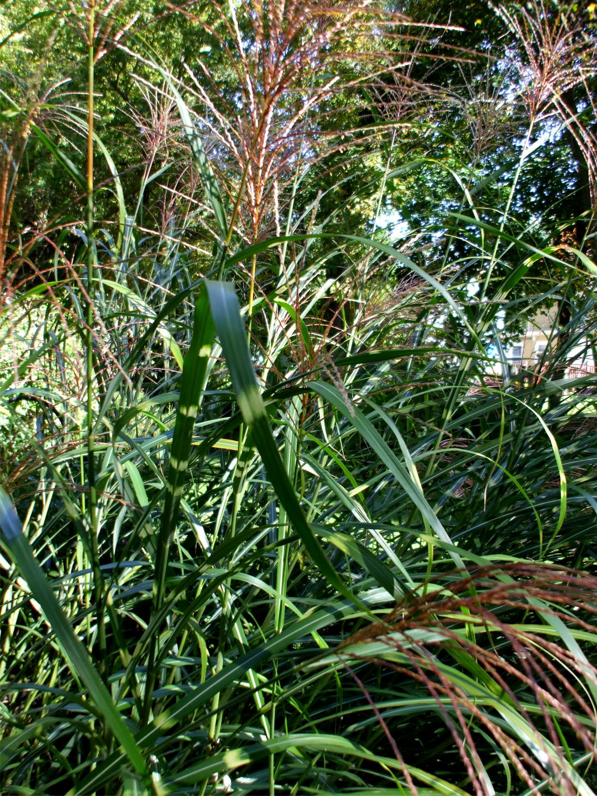 A Rose in the Garden Ornamental Grass