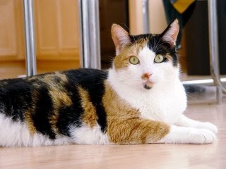 Calico Cat With Interesting Gps >> Cat Pet Calico Cat Breeds Calico Cat With Interesting Gps >> Cat Pet Calico Cat Breeds