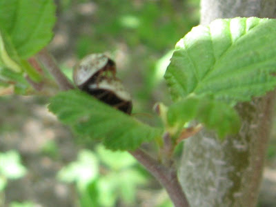 dAmN pLaNtS: Insect Porn