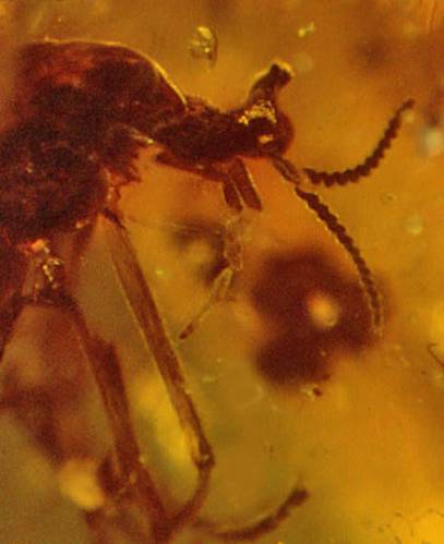 [fossil-mosca-ambar-20091028082906.jpg]