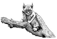 Stippling