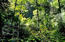 Palawan rainforest