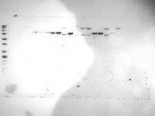Southern Blot  for Copy Number