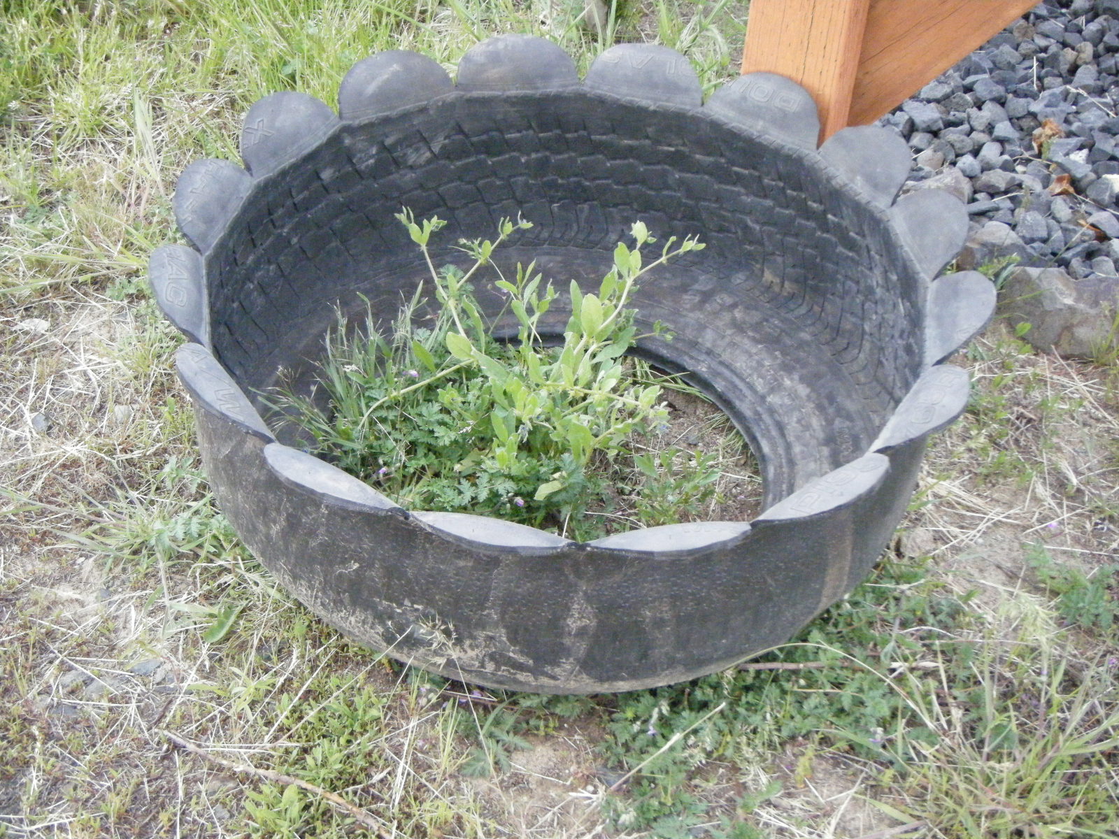 Katmom4: More Tire Planters....
