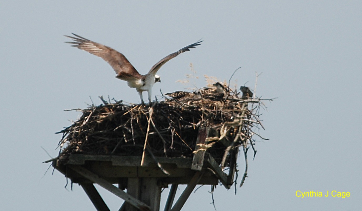 Living in BrooklynLonging for Maine Two Awesome Osprey Nests