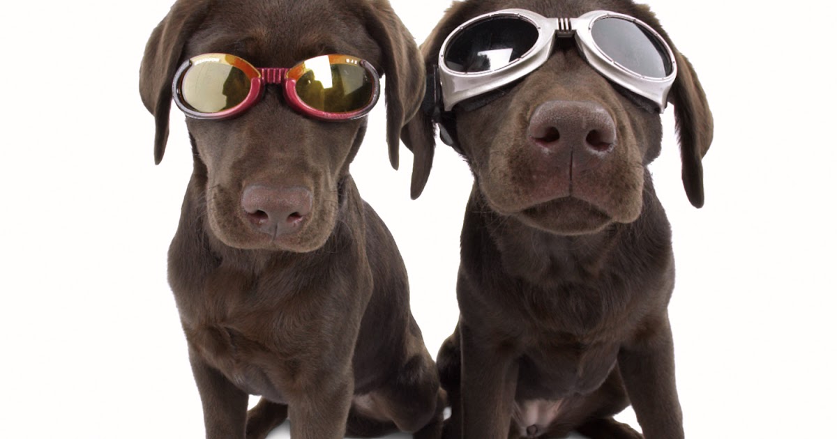 Bad pets. Doggles. Глупые собаки в очках. Dog Vision.