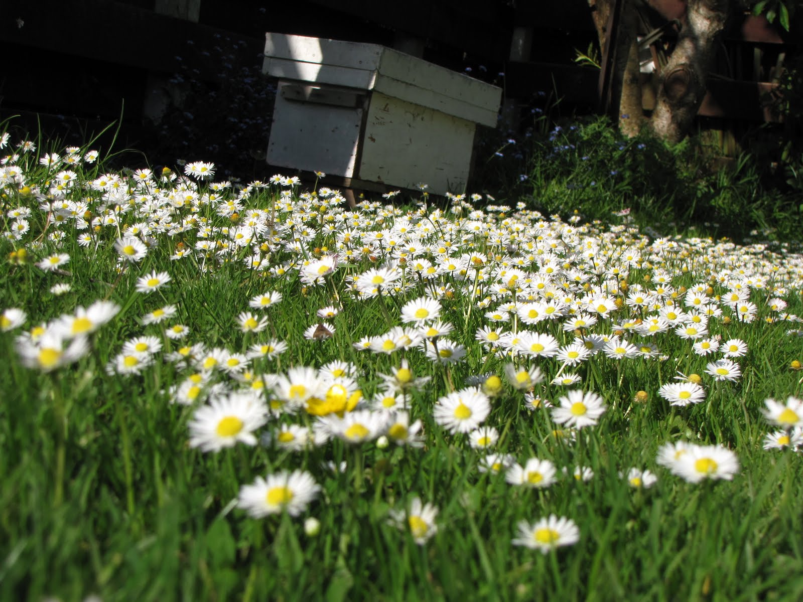 Bees in the Antipodes: Full Moon and Daisys.
