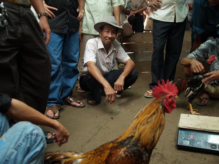 [Cock+Fights.JPG]