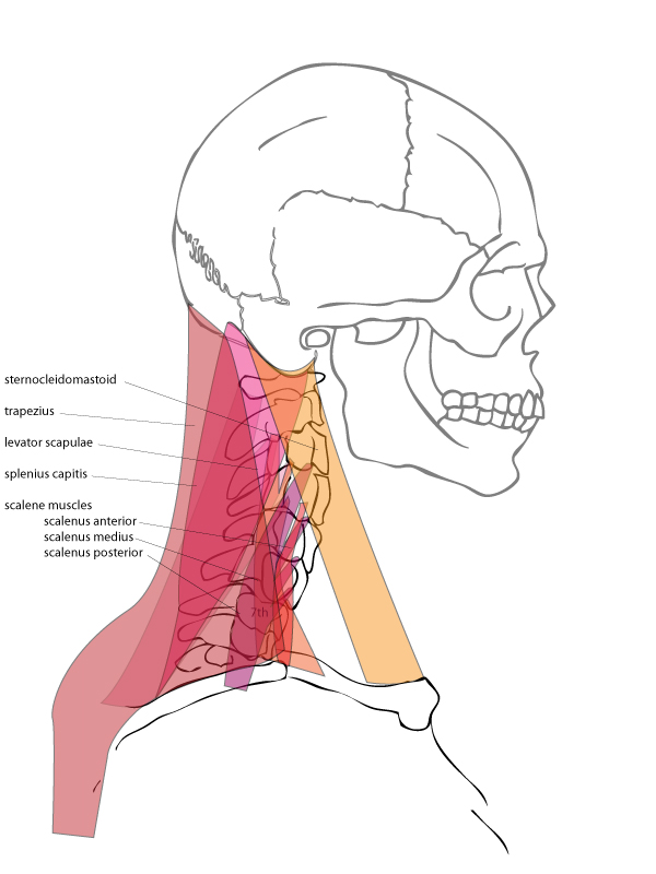 head and neck anatomy drawing